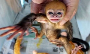 monkey smuggle