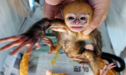 monkey smuggle