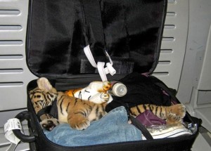 Thailand Tiger smuggle Luggage